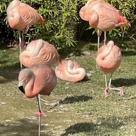 Daire Lunasole Casa Mare Aprilia Marittima